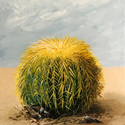 Barrel Cactus  -  12 x 12   Acrylic on canvas. SOLD